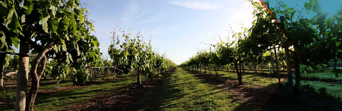 Sunlit rows of grapevines at the Messina Hof vineyard estate under a clear Texas sky